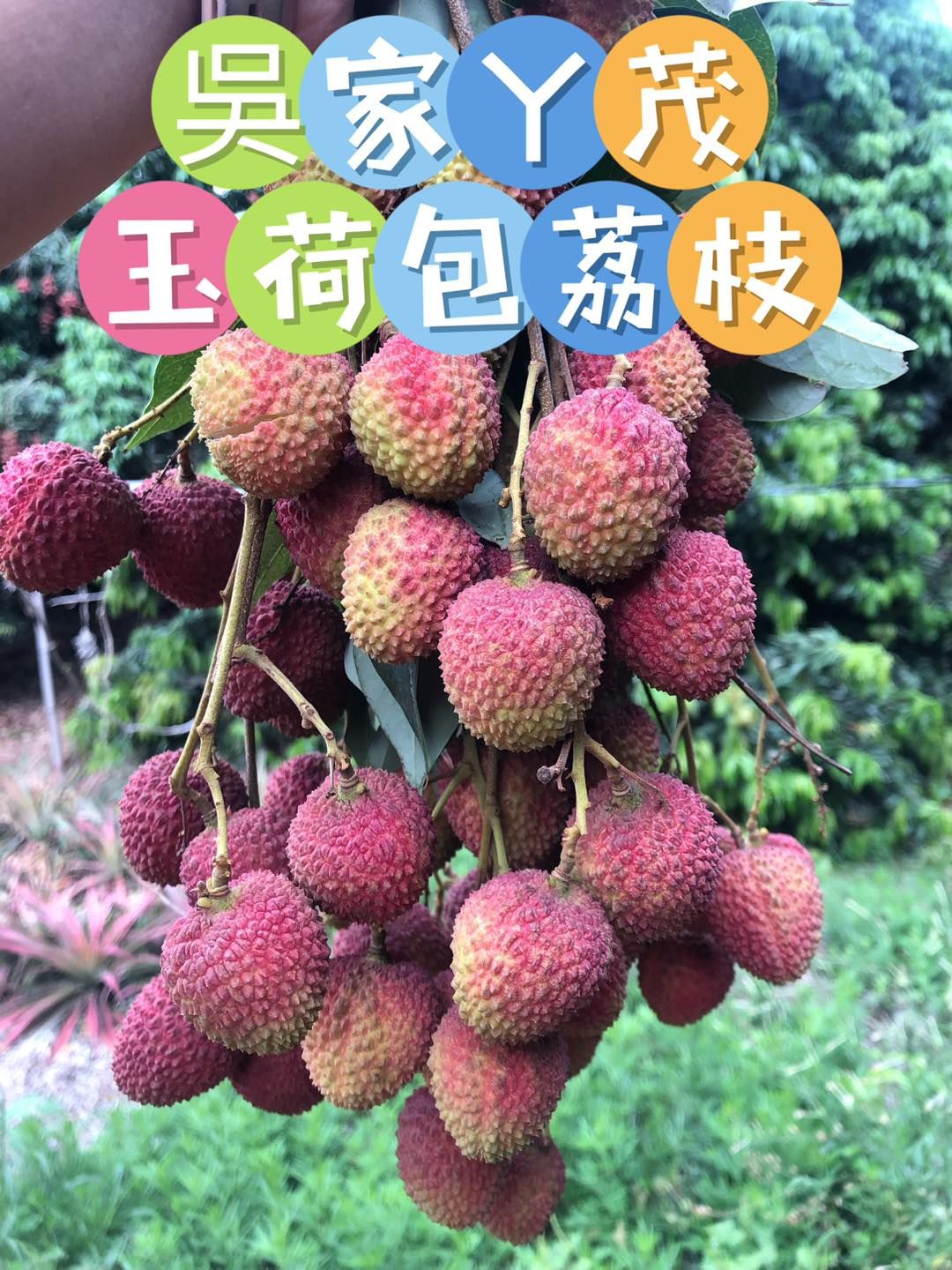 新鮮產地自產自銷 大樹玉荷包荔枝 【吳家丫茂荔枝】品質堅持保證